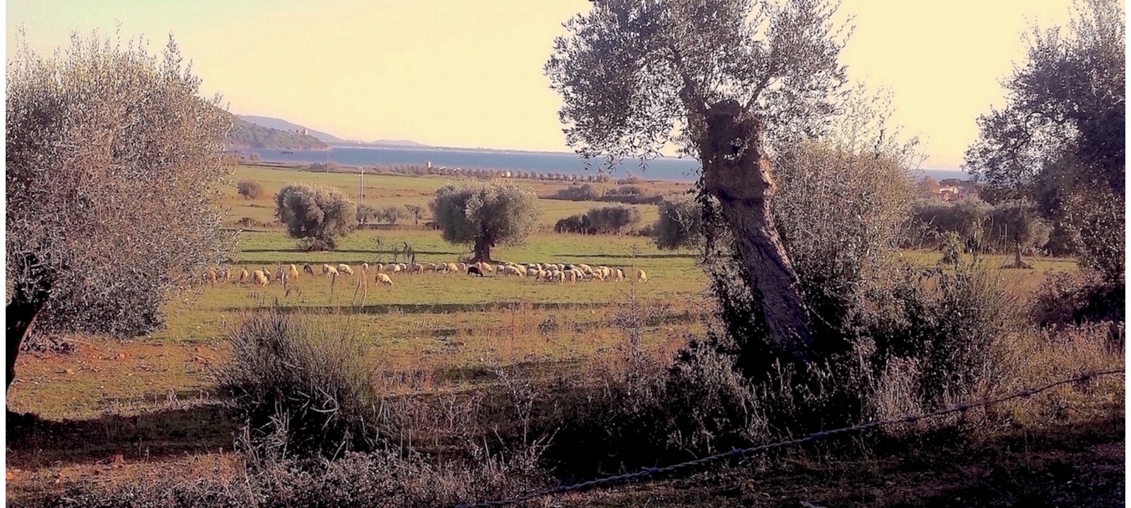 LA MARTA